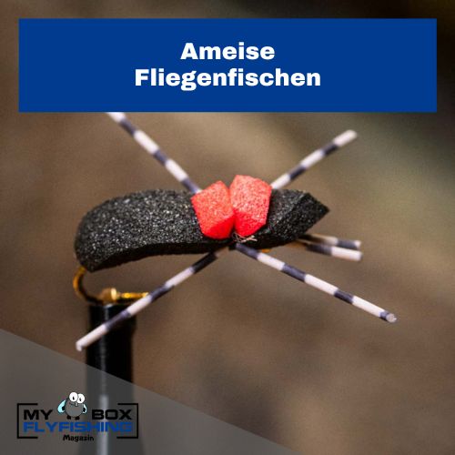 Ameise Fliege, Forelle Sommer